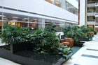 Interior Plantscaping