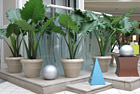 Interior Plantscaping